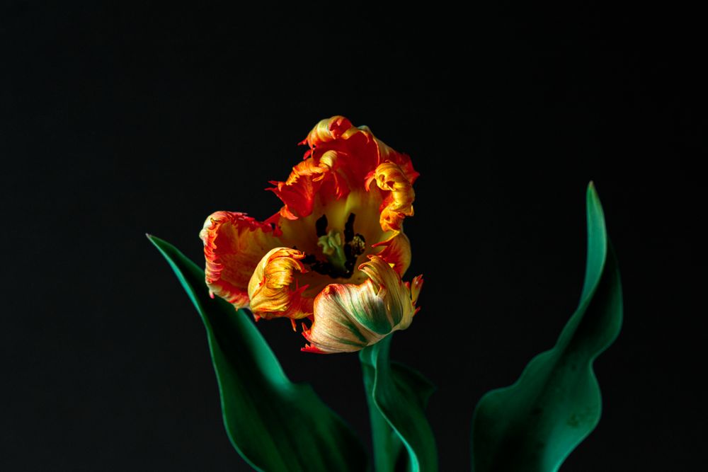 Inside view of center of tulip