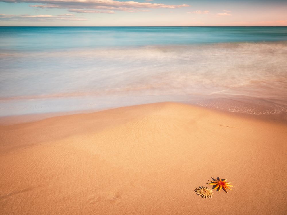 Starfish on sandy coast near sea