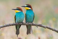 Birds standing on tree branch