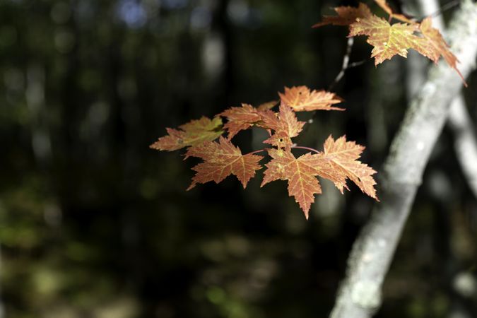 Maple leaves on the Glacial Ridge Trail at Mille Lacs Kathio State Park in Onamia, Minnesota