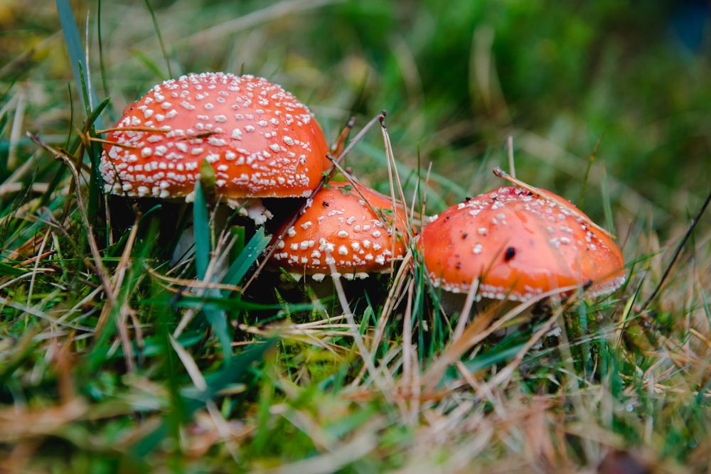 Large fly agaric with red hat in grass