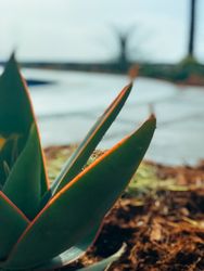 Green aloe plant in garden