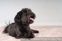Cute small Havanese dog on pink rug bDjqz8