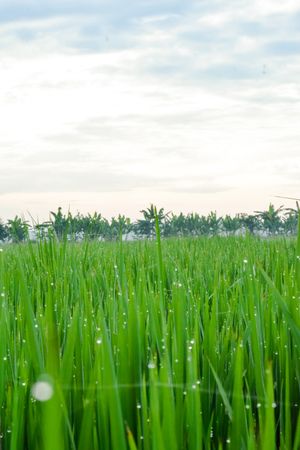Vast green grassy field in Indonesia