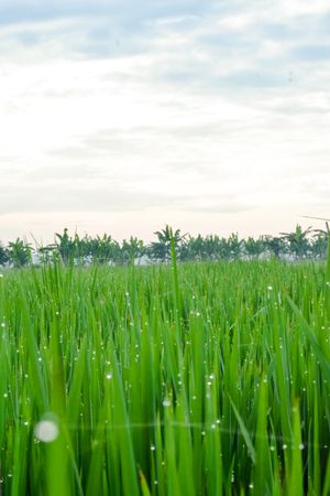 Vast green grassy field in Indonesia