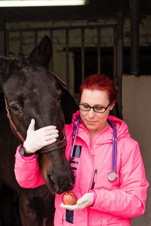 Vet giving an apple as a treat to a horse