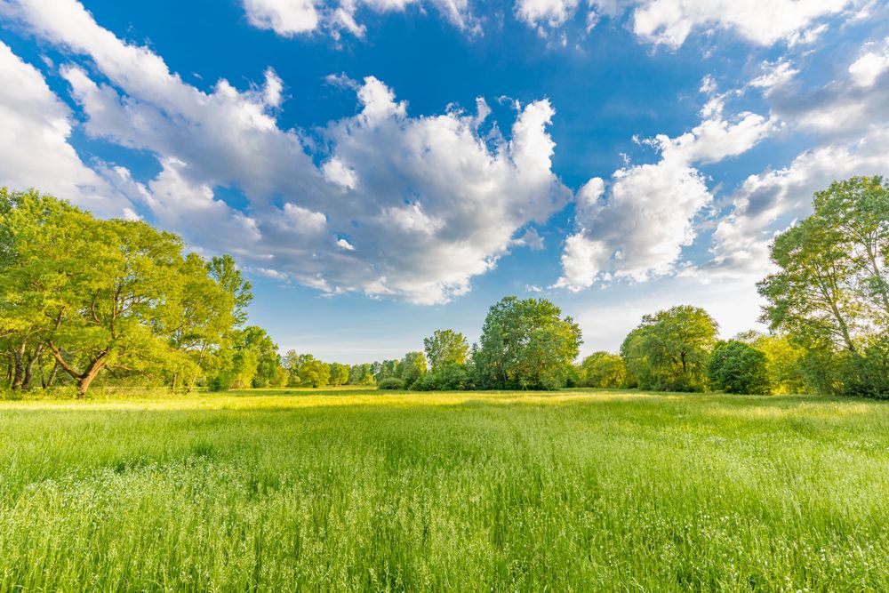 Field surrounded with trees on sunny day