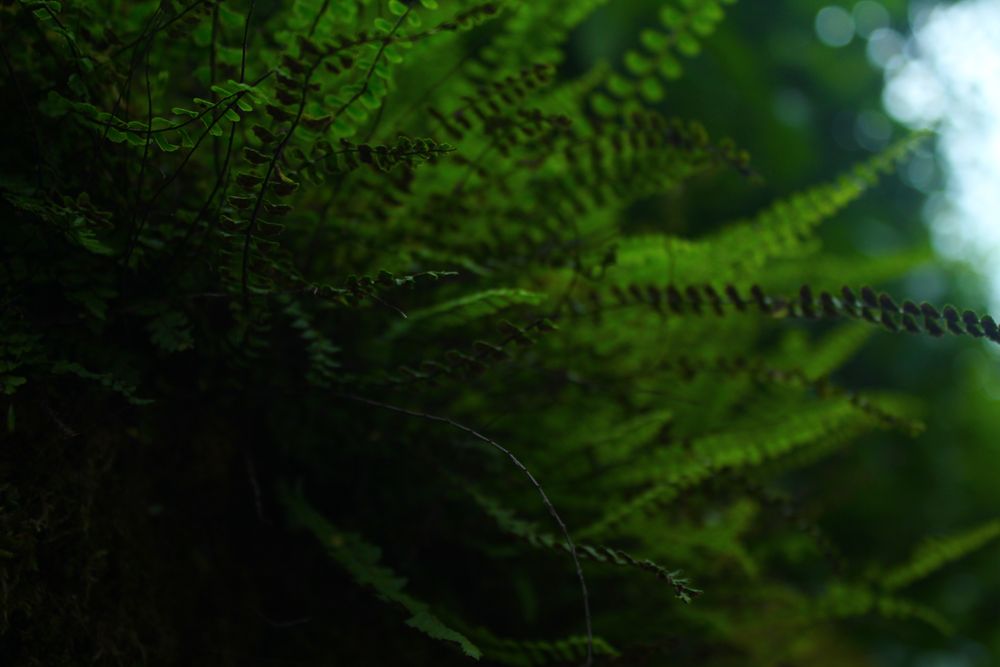 Fern