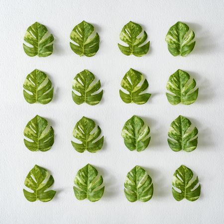 Rows of monstera leaves on light  background
