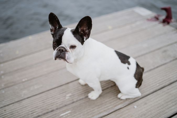 Cute dog on pier near sea
