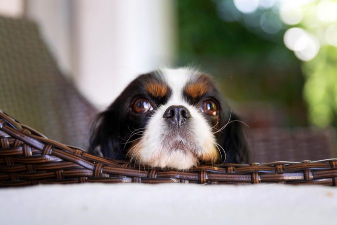 Close up of face of cavalier spaniel sitting in a chair outside