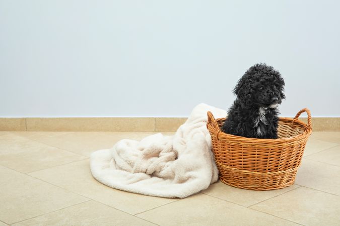 Cute poodle pet at home sitting in comfortable basket
