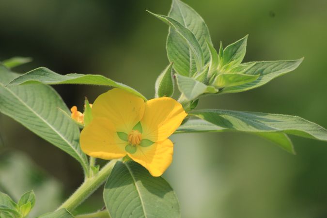 Flower
