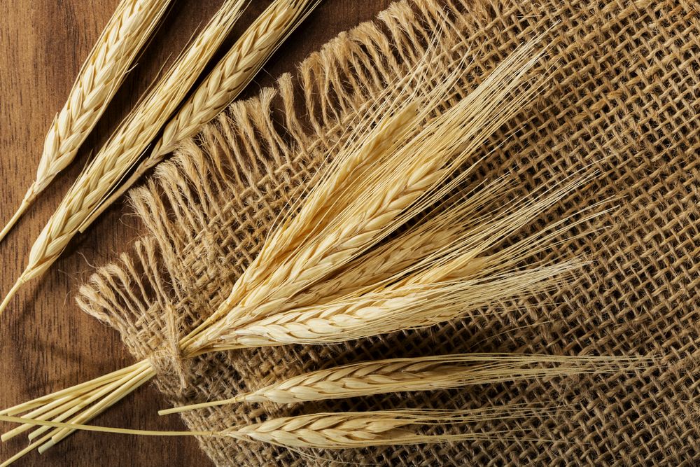 Ears of wheat on wooden background.