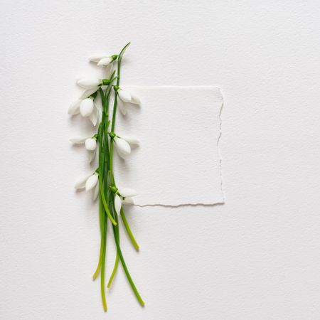 Snowdrop flowers and light paper note