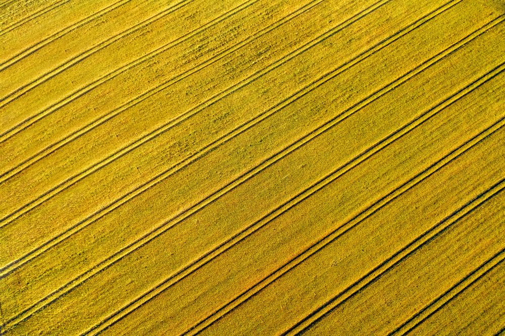 Drone aerial view with wheat field at sunrise