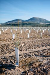 Close-up of newly planted olive trees in a field. The olive trees have stakes