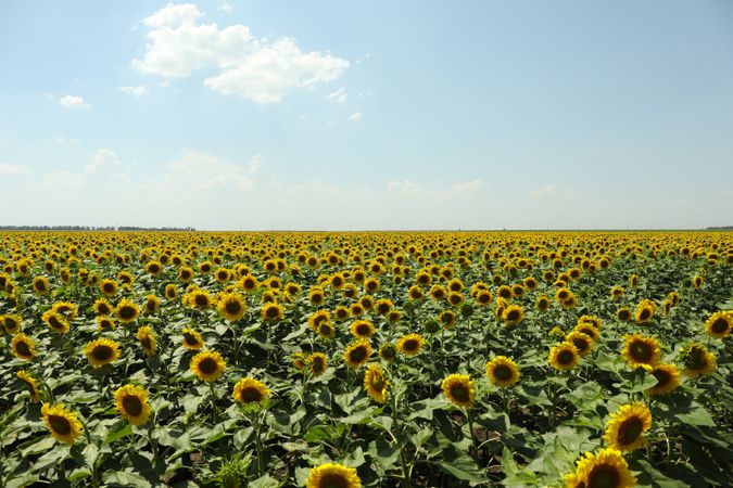 Field of beautiful sunflowers against sky. Summer nature