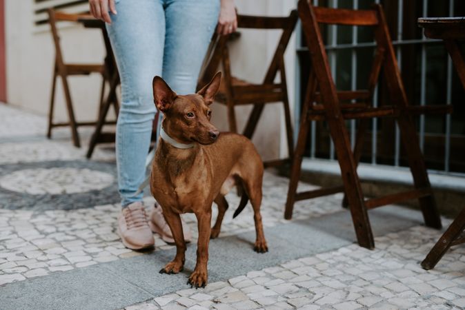 Adorable aged hound with owner on street