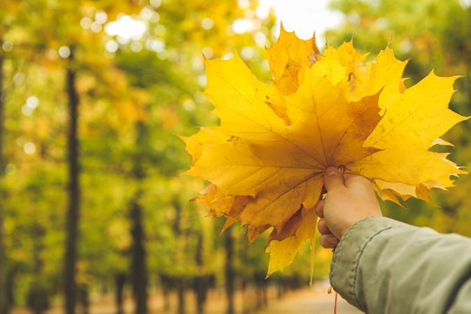 Young woman hold yellow leaves in autumn park, space for text