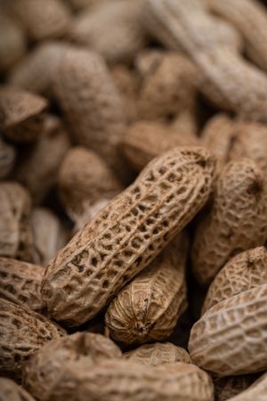 Freshly harvested and sun-dried peanuts