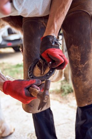 Farrier changing horseshoe in the stable