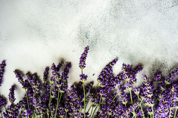 Fresh lavender flowers in a row on bottom of frame