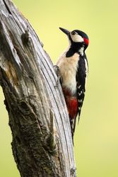 Wonderful bird on wood