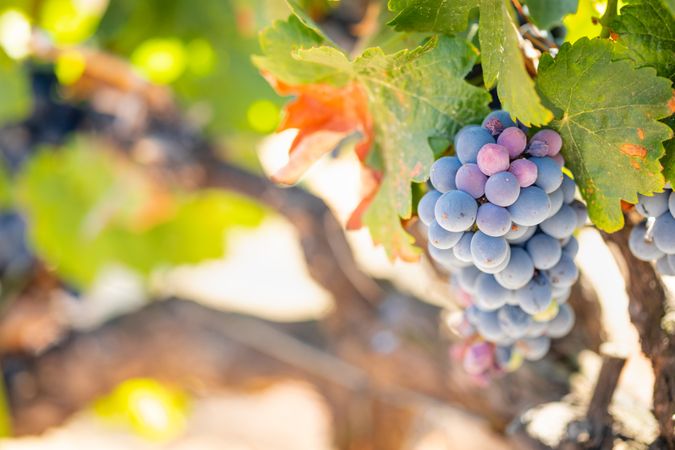 Vineyard with Lush, Ripe Wine Grapes on the Vine Ready for Harvest