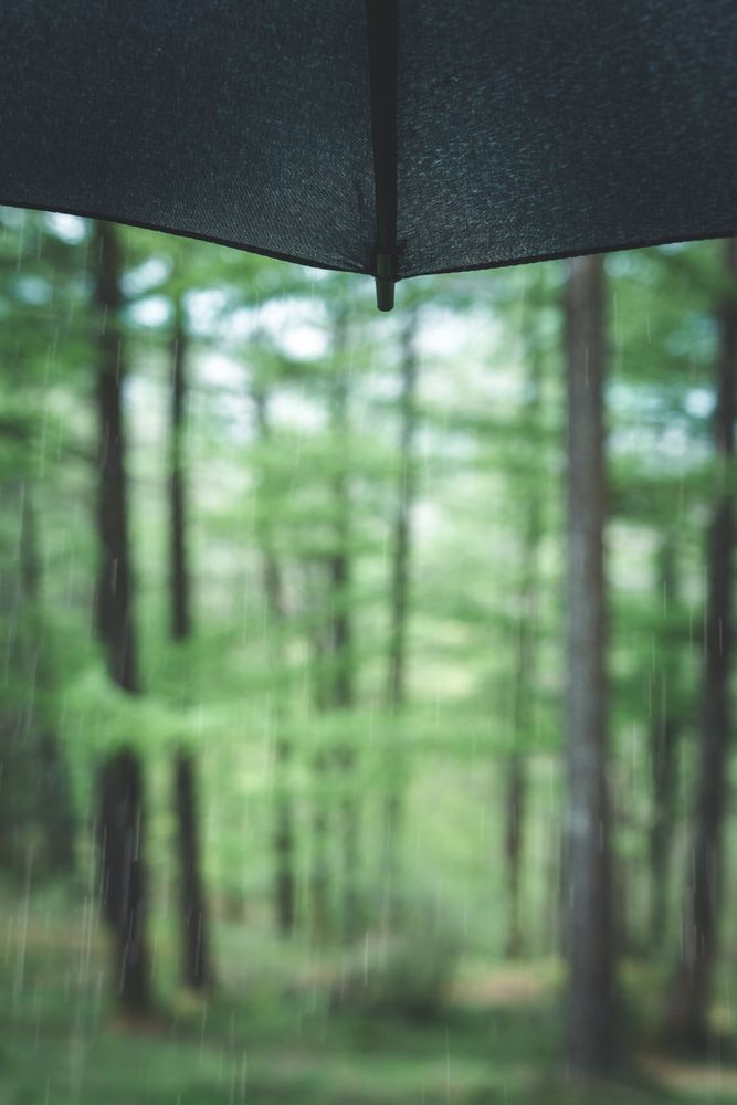 Part of wet umbrella against green trees
