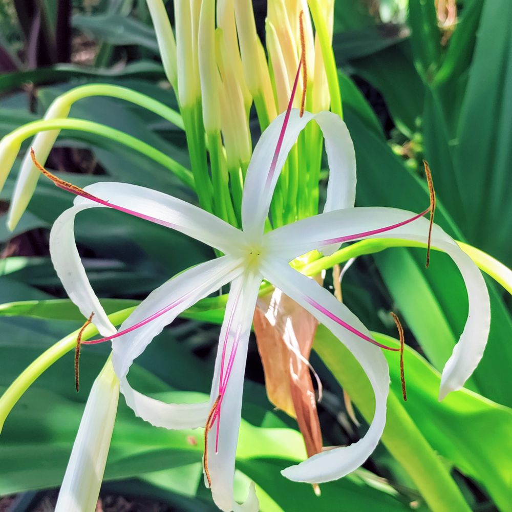 Close up of grand spider lily outside