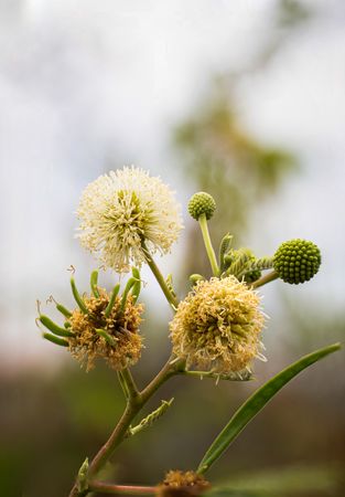 Petai cina flower, Leucaena leucocephala flower