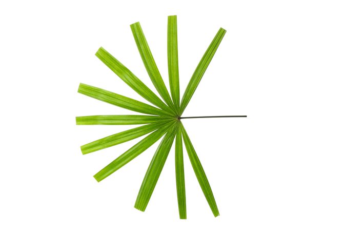 Green leaves of palm tree isolated on plain background