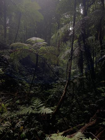 Interior of dark forest