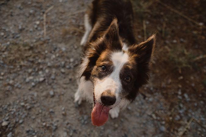 Border Collie dog standing on round metallic pedestal in countryside