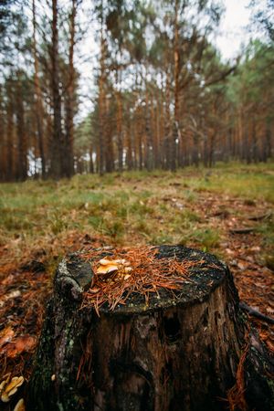 Wild mushroom in the forest