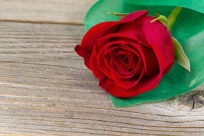 Happy Valentine’s day with single freshly cut red rose on aged wood