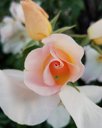 Peach rose blossom, top view