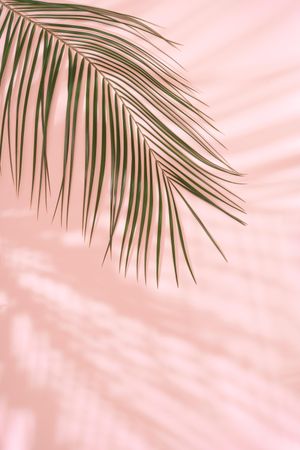 Tropical palm leaf with shadows against pink background