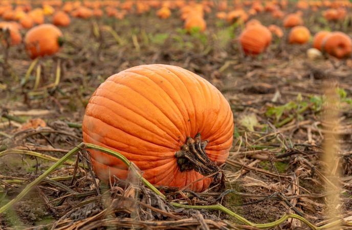 Pumpkins close-up, on the field in October, in Stuttgart, Germany