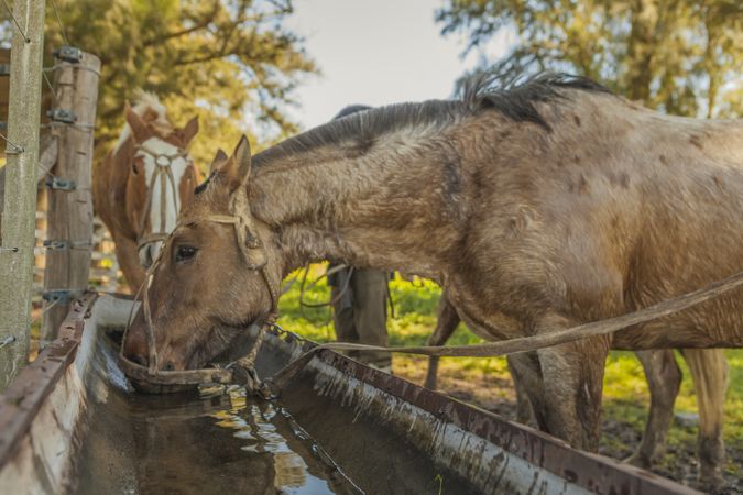Horses drinking water in long drinker on barnyard