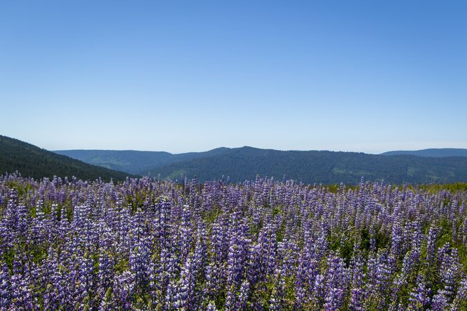 Field of purple flowers growing in the mountains