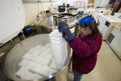 Fort Detrick, MD - USA, Feb 2011: Researcher specializing in natural products studying spores 4BJwW4