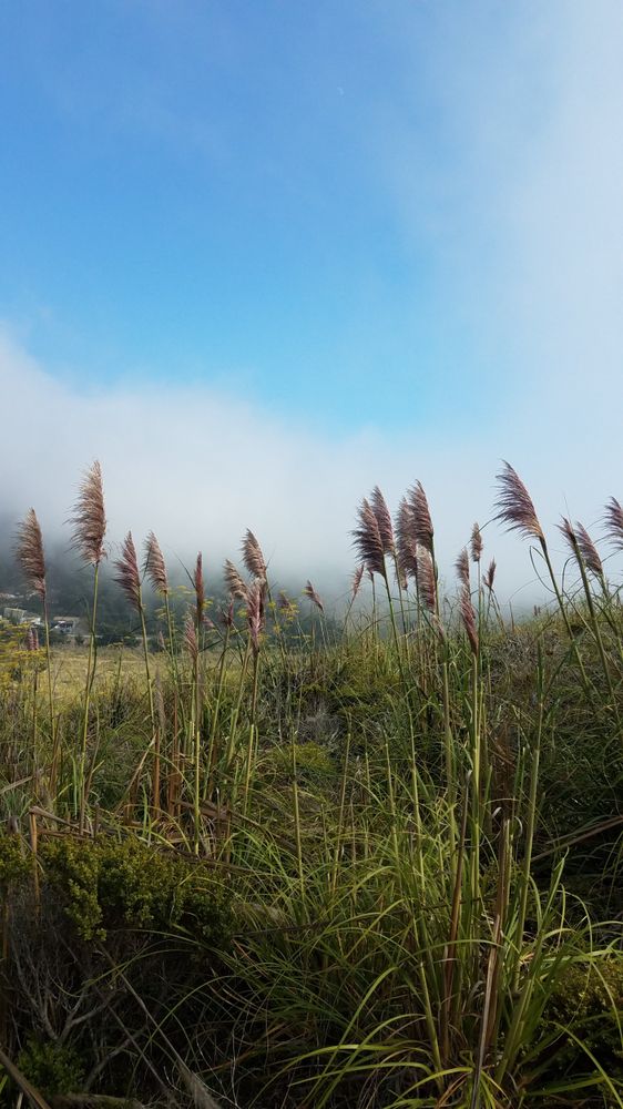 Pampasgrass against blue sky on the coast