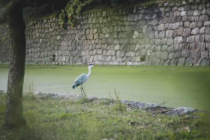 Crane by the river