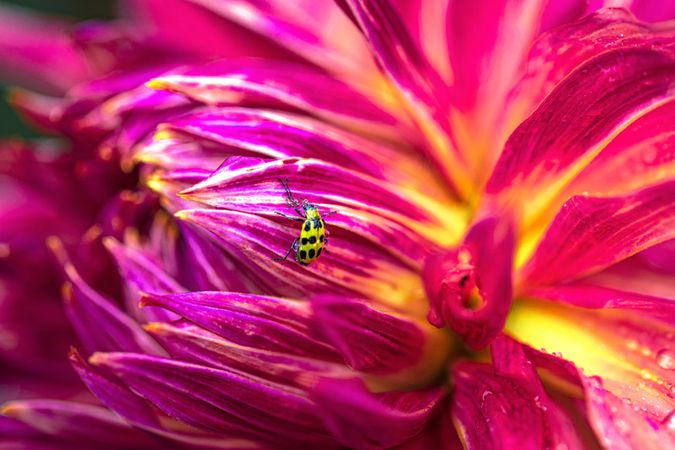 Yellow lady bug crawling on pink yellow flower