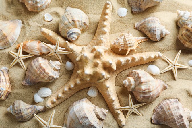 Many seashells and starfish on sea sand, closeup. Summer vacation backdrop