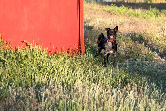 Dog peeking from behind red shed in sunny grassland.