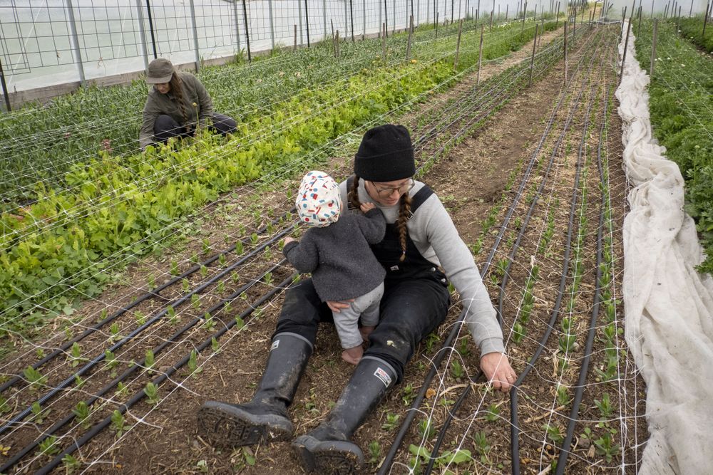 Baby on mother’s lap as she works in greenhouse