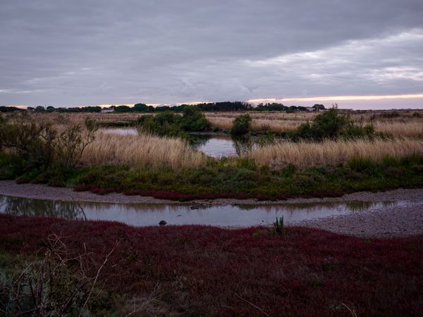 Streams, grasslands, marshes at sunrise on Ile de Re, France